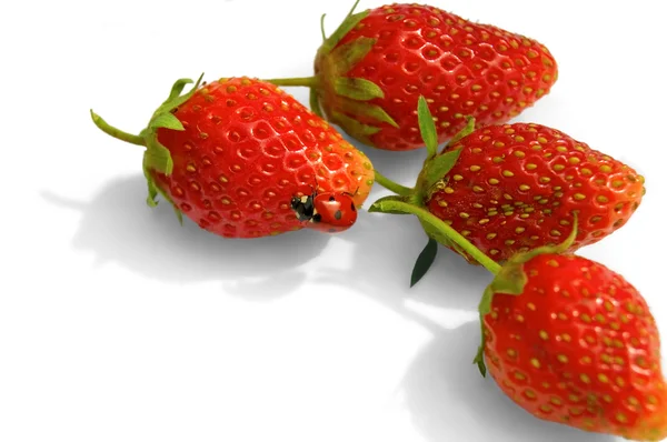 딸기에 무당벌레 — 스톡 사진