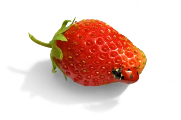 Uğur böceği strawberries_1 üzerinde — Stok fotoğraf