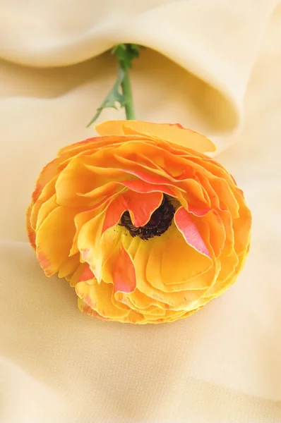 Pomarańczowy ranunkulyus na tkaniny beżowy — Zdjęcie stockowe