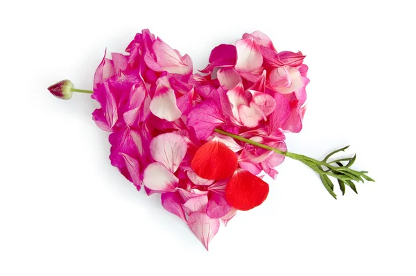 Het hart van de bloemblaadjes — Stockfoto