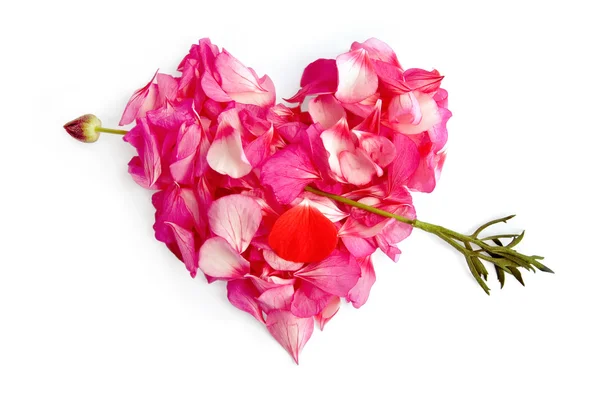 El corazón de los pétalos de flores con una flecha —  Fotos de Stock