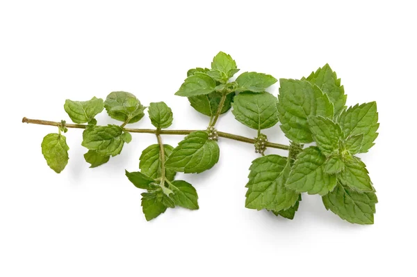 A green sprig of mint — Stock Photo, Image