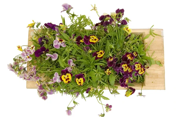 Een houten dienblad met viooltjes — Stockfoto