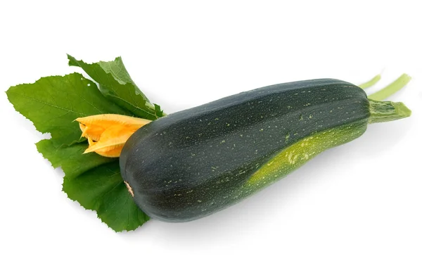 Grön zucchini och blomma — Stockfoto