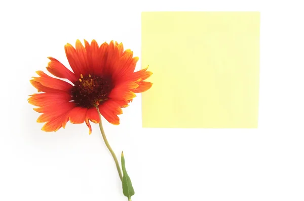 Papierblatt mit orangefarbener Blume — Stockfoto
