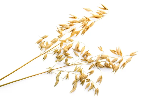燕麦的茎梗 — 图库照片