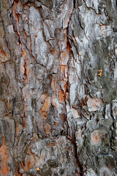 Old oak bark — Stock Photo, Image
