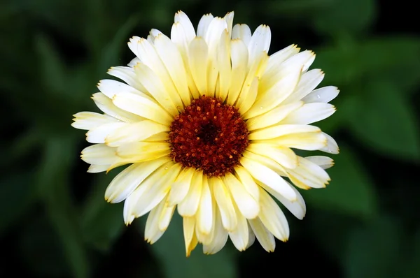 stock image White gerbera flower