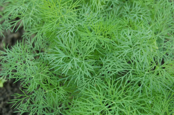 stock image Dill