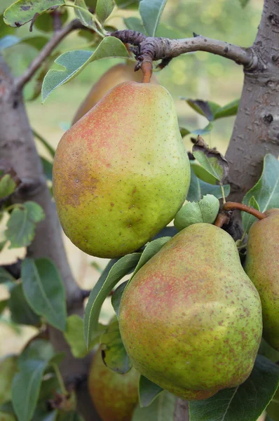 stock image Pear