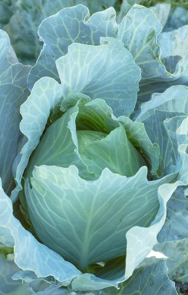 stock image Cabbage