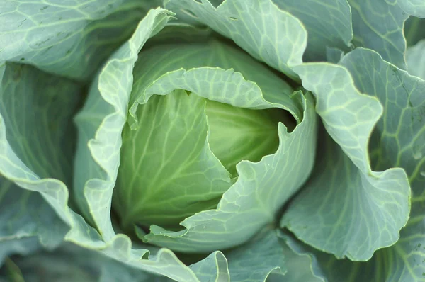 Stock image Cabbage