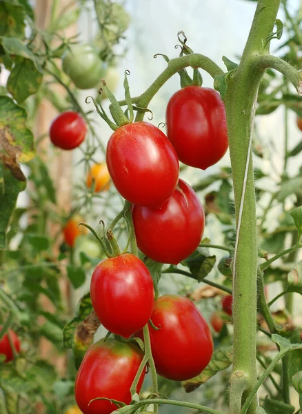 Tomaten Rechtenvrije Stockfoto's