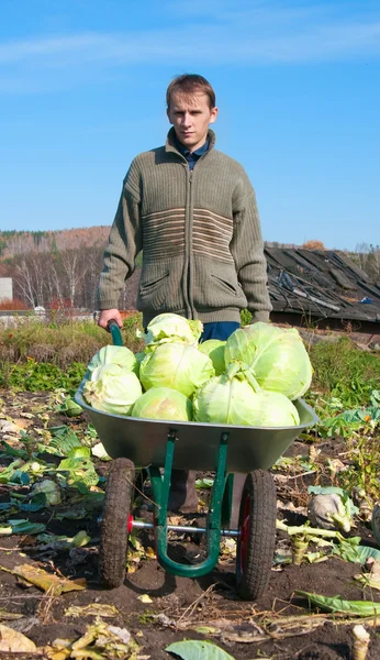 Cabbage harvesting — Stock Photo, Image