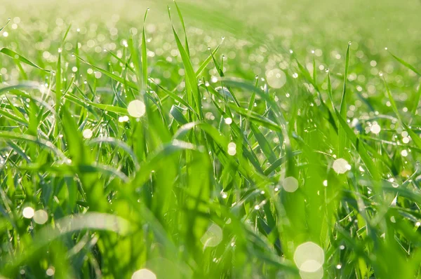 Латки світла з роси на траві — стокове фото