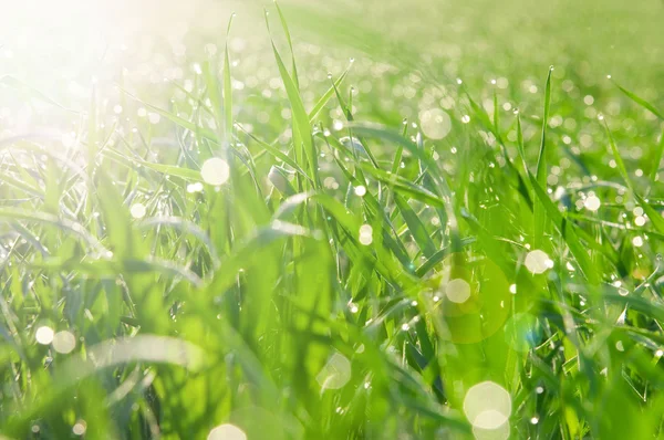 Patches van licht van dauw op een gras — Stockfoto