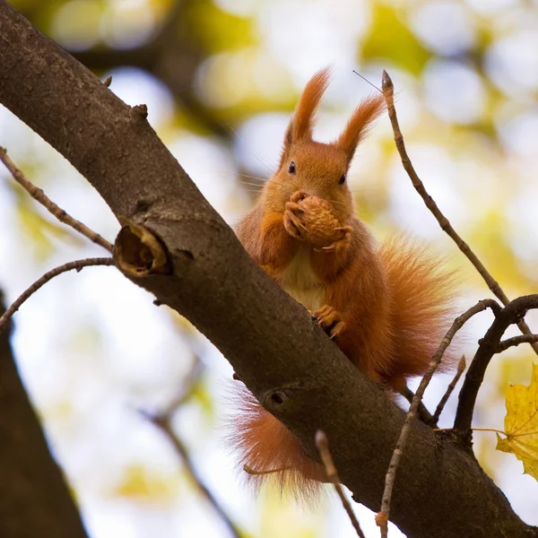 树枝上的松鼠 — 图库照片