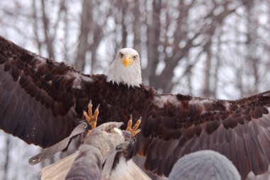 Kartal iniş