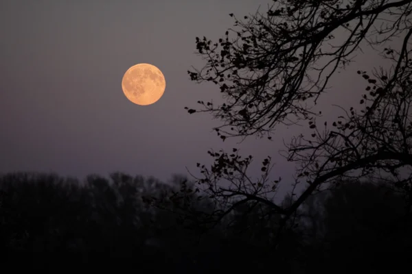 Повний місяць і гілки — стокове фото