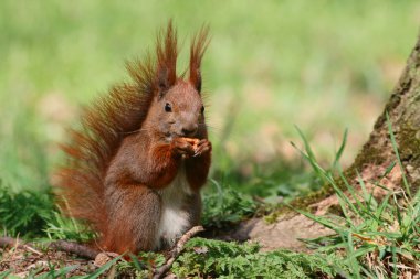 Red squirrel clipart