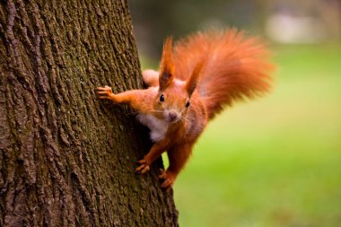 Red Eurasian squirrel clipart