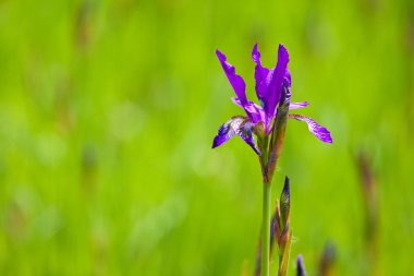 Menekşe iris