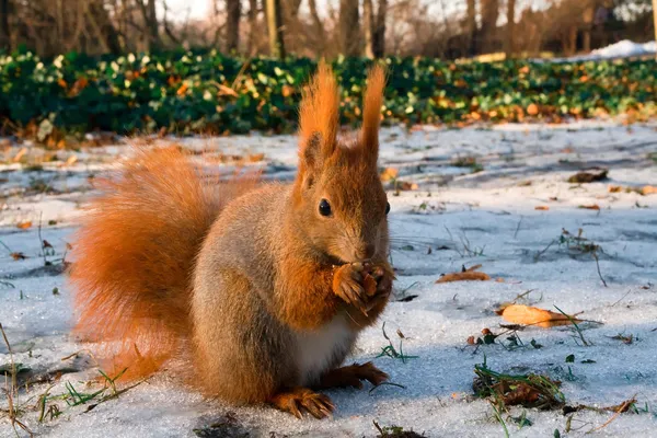 Piros eurázsiai mókus — Stock Fotó