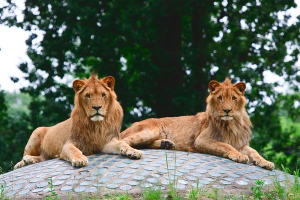 Paar van leeuwen — Stockfoto