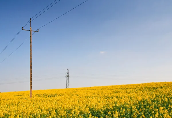 stock image Rape field