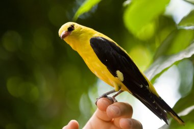 Golden Oriole clipart