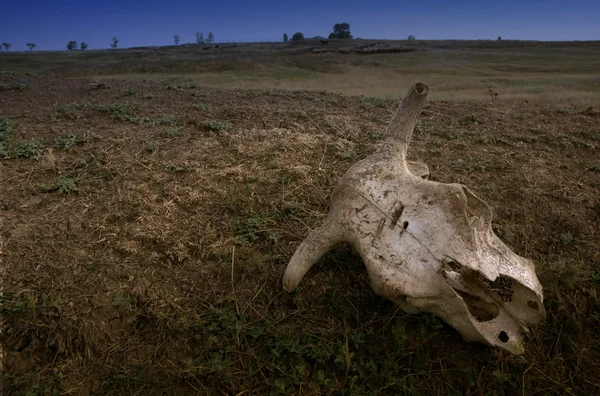 stock image Cow skull laid in steppe landscape