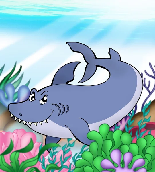 Velký žralok modravý pod vodou — Stock fotografie