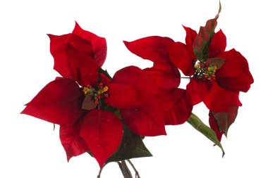 Poinsettia clipart