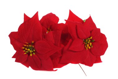 Poinsettia clipart