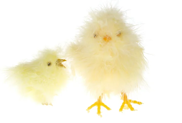 Chicklings — Stockfoto