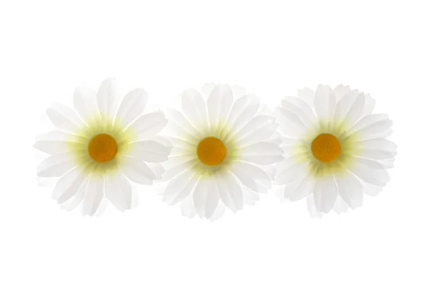White Flowers — Stock Photo, Image
