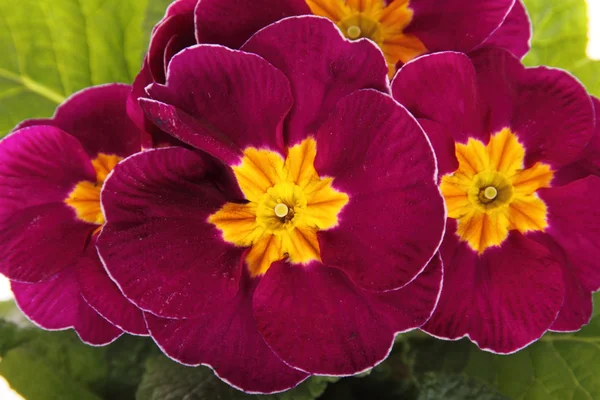 stock image Red primroses