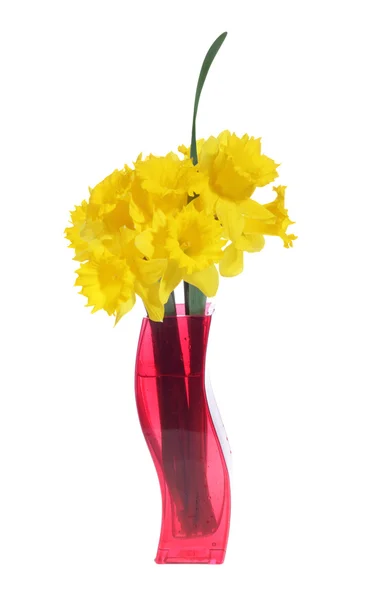 Narcisos amarelos no vaso vermelho — Fotografia de Stock