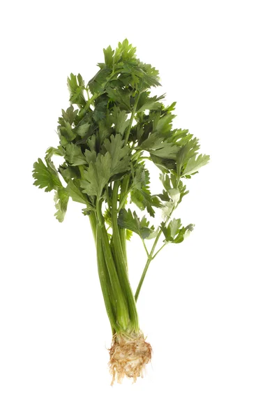 セロリ野菜 — ストック写真