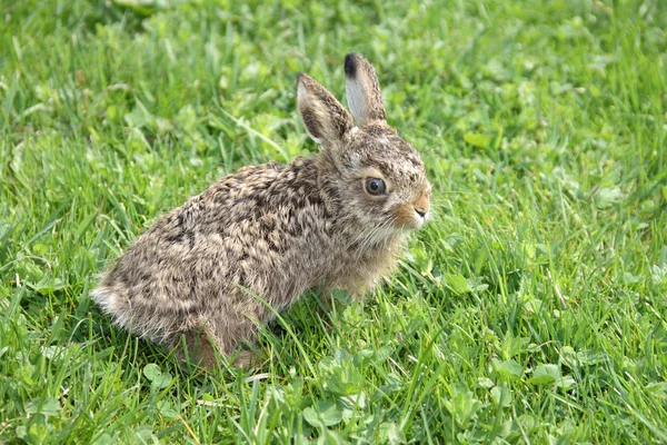 Small little hare — Stock Photo, Image