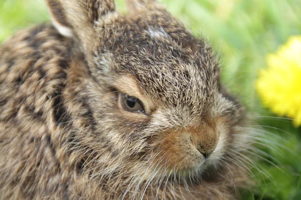 Little hare portrait — Stock Photo, Image