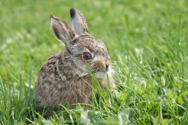 Little hare clipart