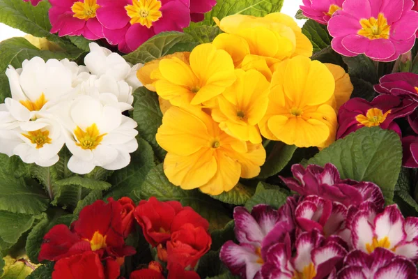Colourful primroses — Stock Photo, Image