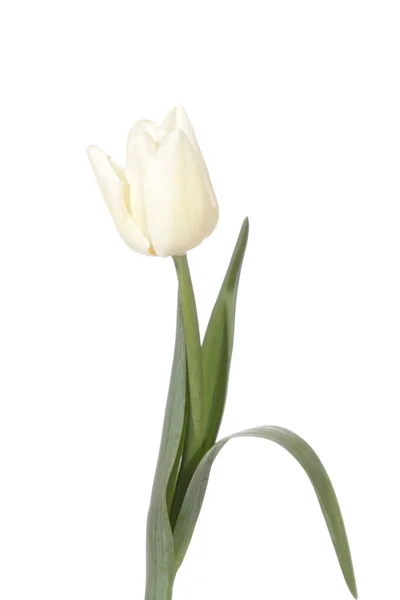 Weiße Tulpe — Stockfoto