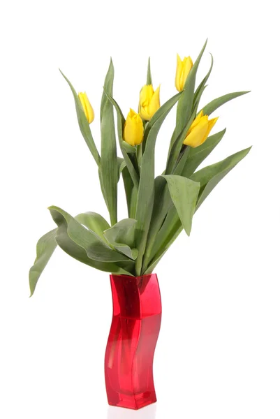 Bouquet di tulipani freschi — Foto Stock