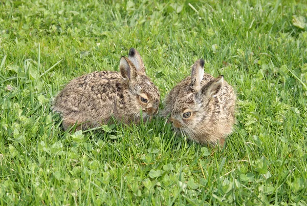 2 つの小さなウサギ — ストック写真