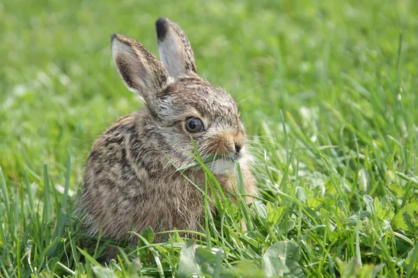 Little hare — Stock Photo, Image