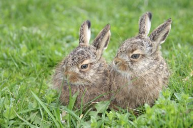 Two little hares clipart