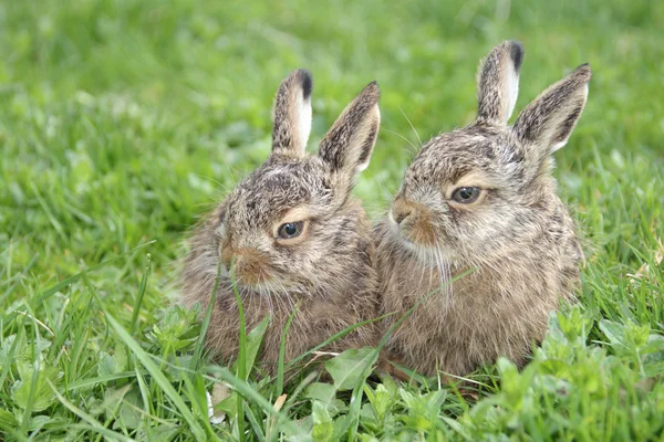 Two little hares — Stock Photo, Image