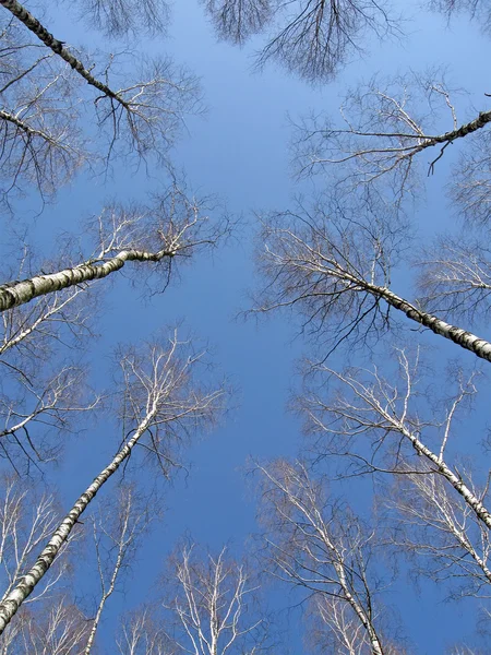 Birch Grove no céu azul, conceito de líder — Fotografia de Stock